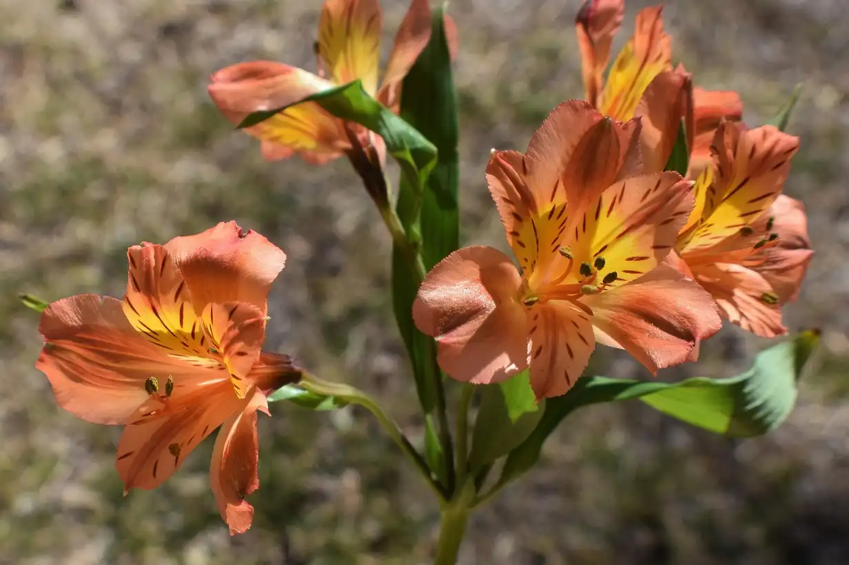 Lys en pot : réussir une floraison spectaculaire sur balcon