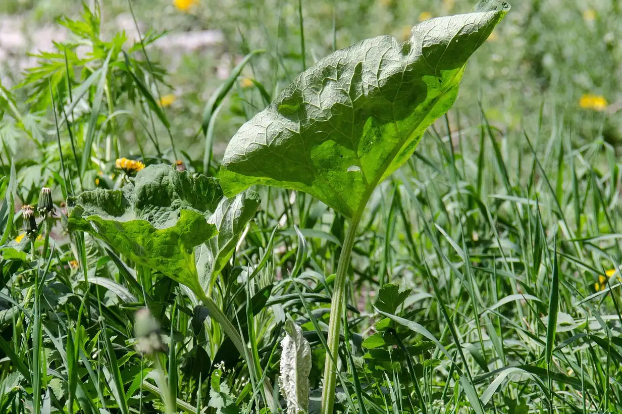 Mauvaises herbes au potager : 7 erreurs à éviter pour ne plus être débordé