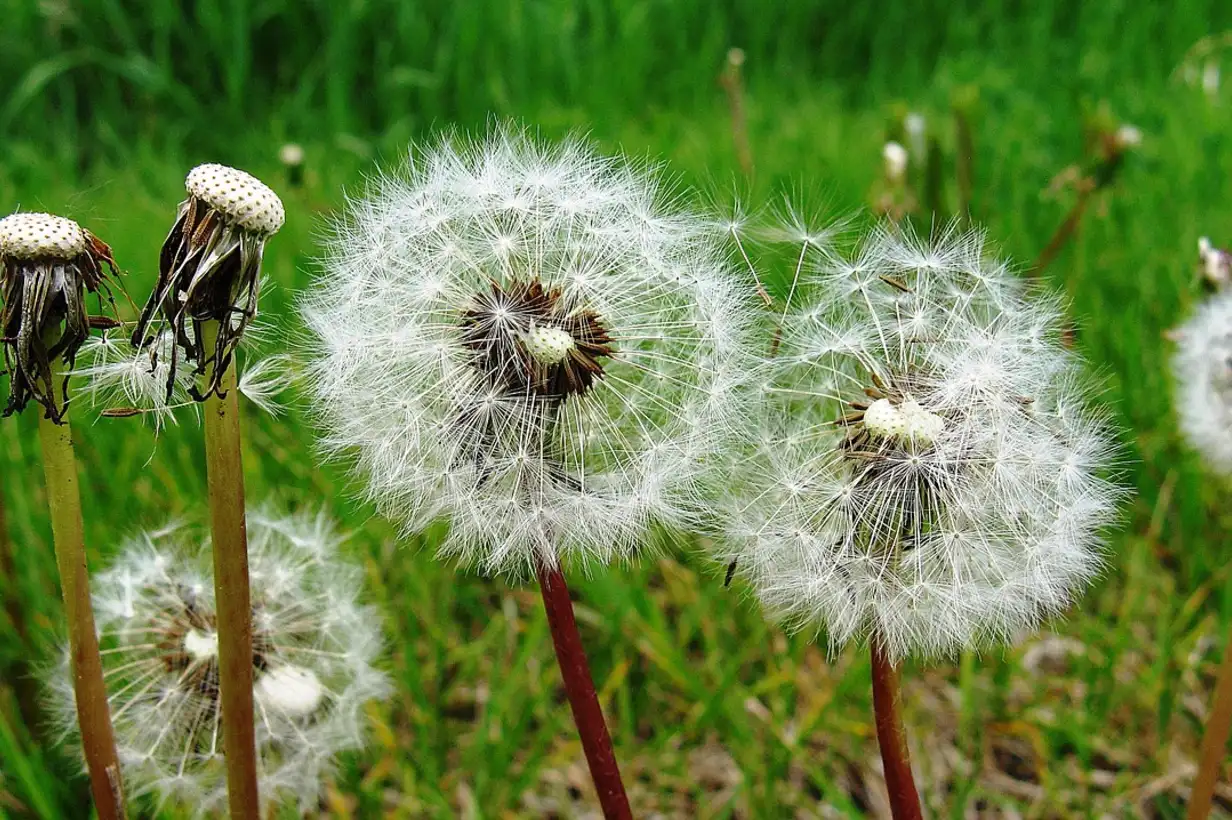 Mauvaises herbes comestibles : 10 plantes sauvages à redécouvrir