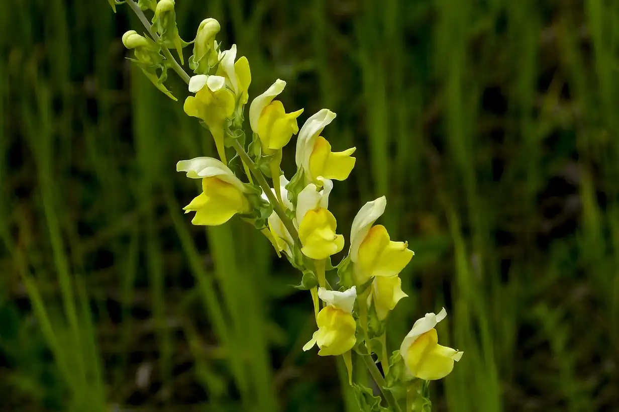 Muflier en pot : réussir une floraison abondante sur balcon