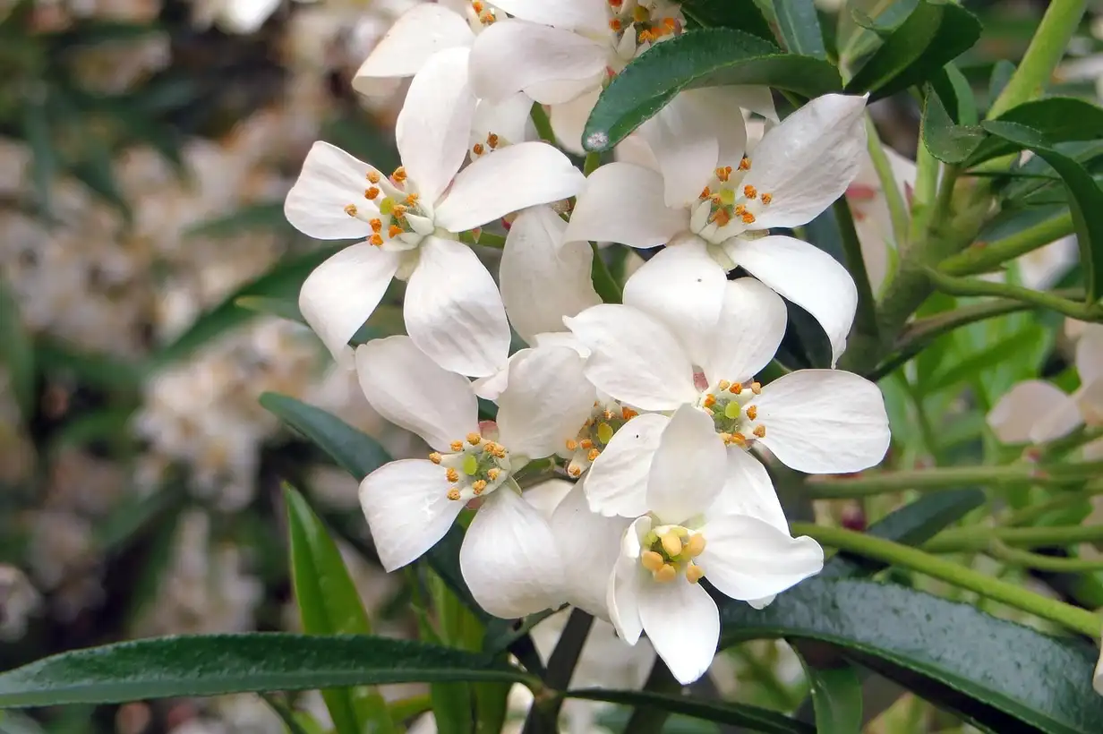 Oranger du Mexique : 5 erreurs à éviter pour un bel arbuste