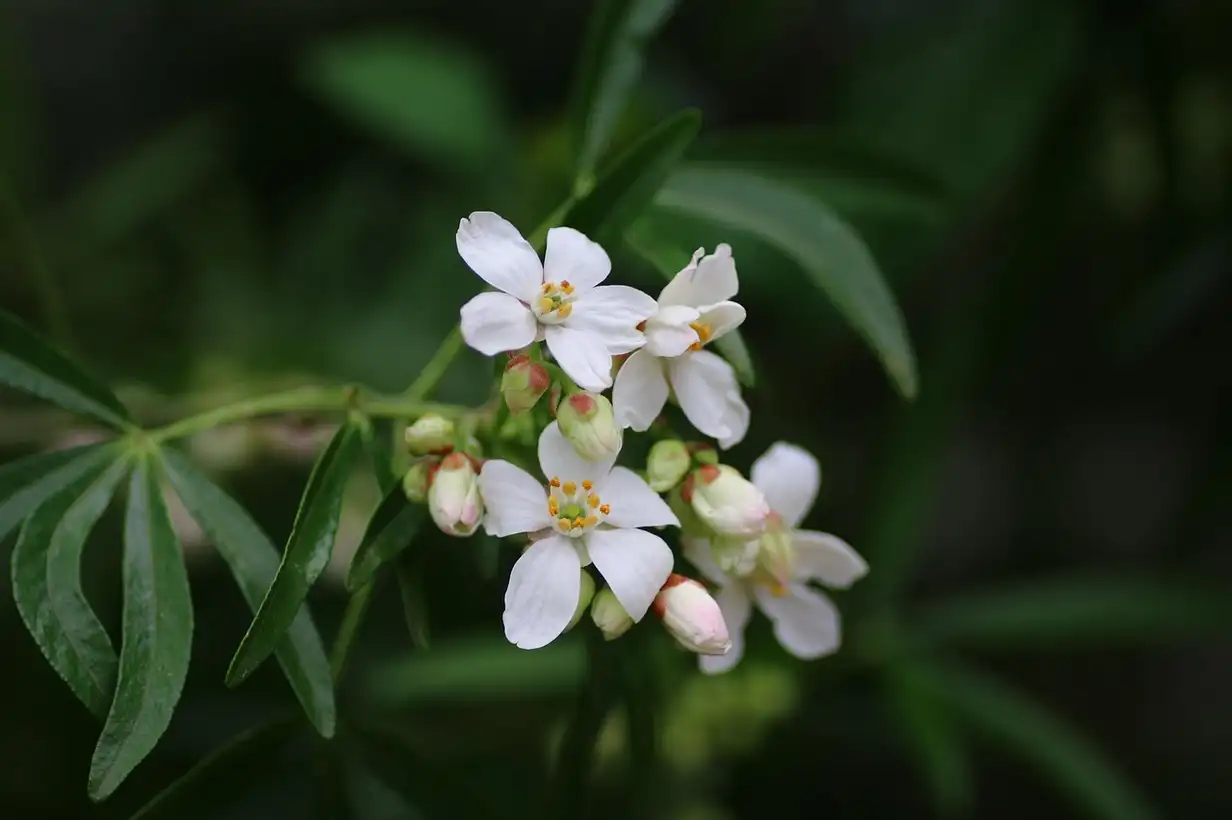 Oranger du Mexique en pot : réussir sa culture sur balcon