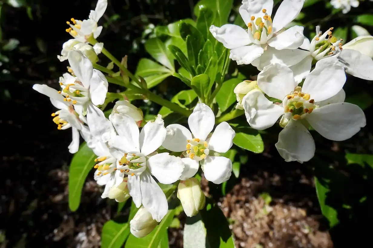 Oranger du Mexique : guide complet de culture et entretien 2026