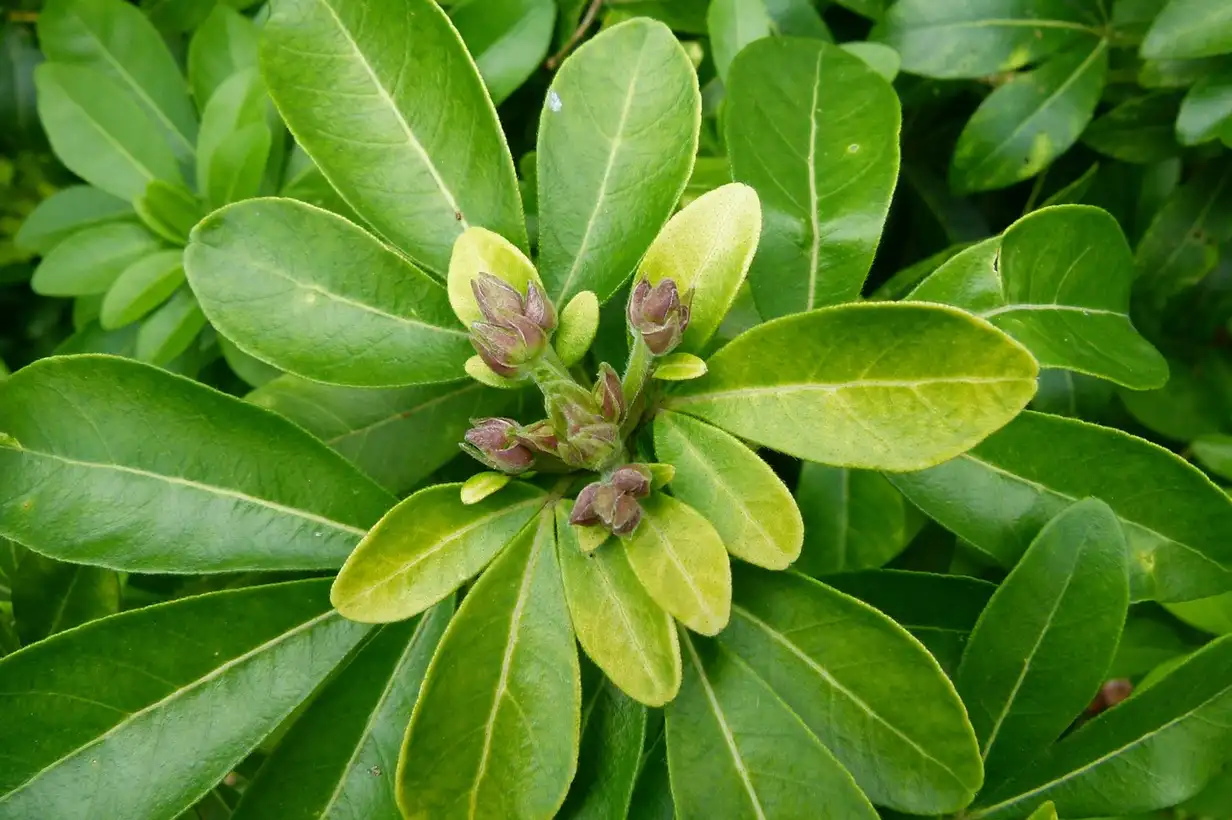 Oranger du Mexique : variétés incontournables et associations 2026