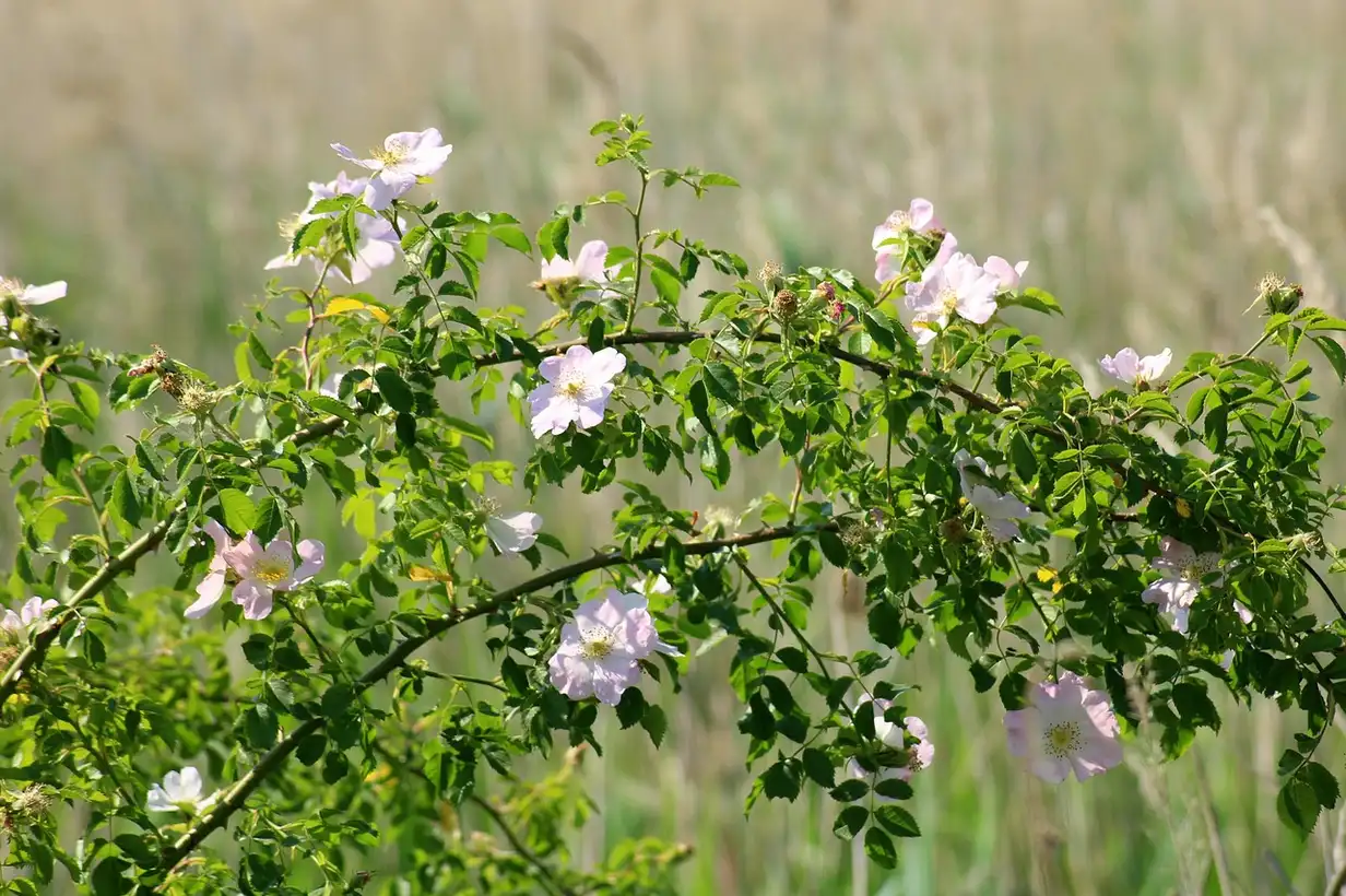 Parfumer son jardin : 15 plantes incontournables à adopter