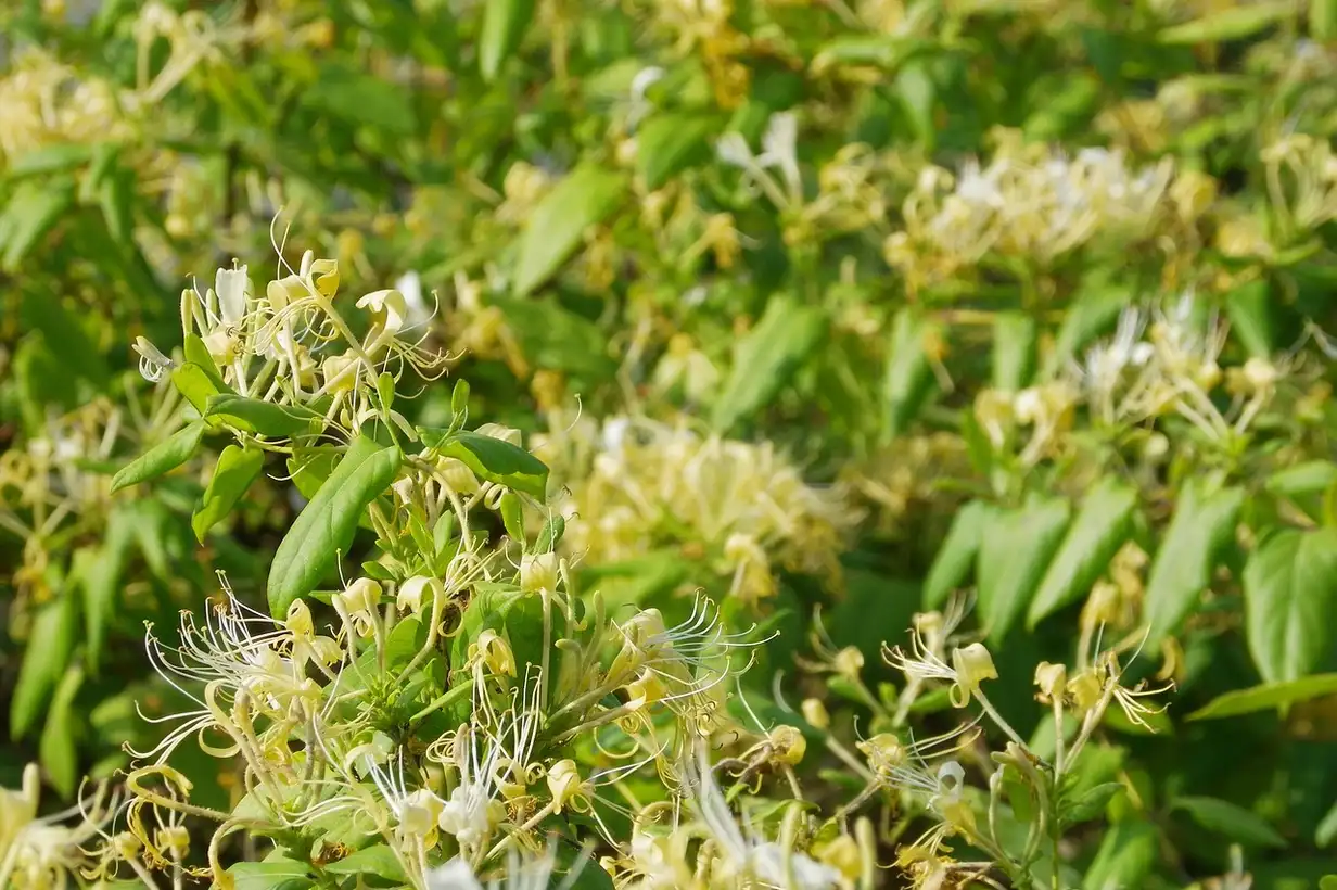 Parfumer son jardin : 7 erreurs à éviter pour des senteurs durables