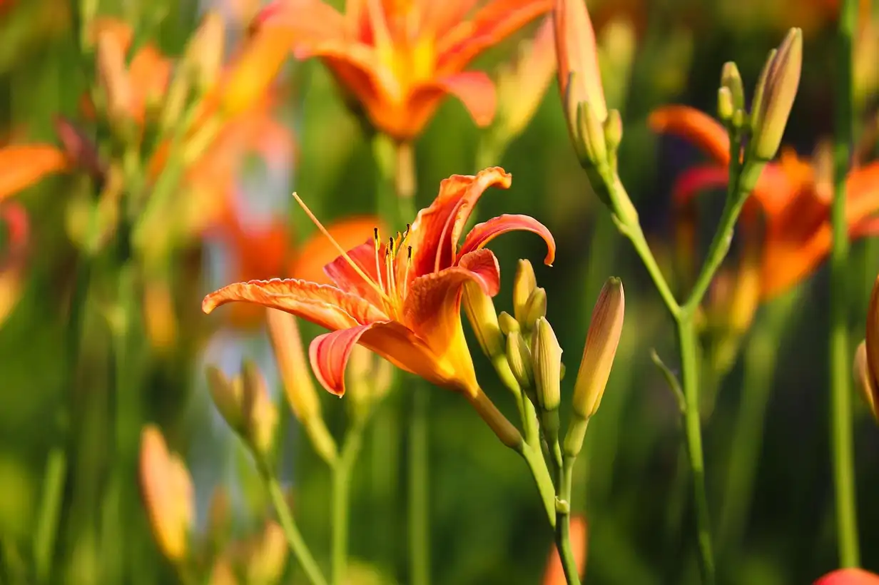 Parfumer son jardin en 2026 : idées déco et récoltes parfumées