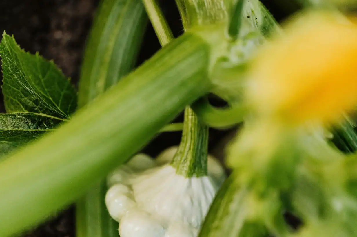 Pâtisson : 7 variétés incontournables à choisir pour votre potager