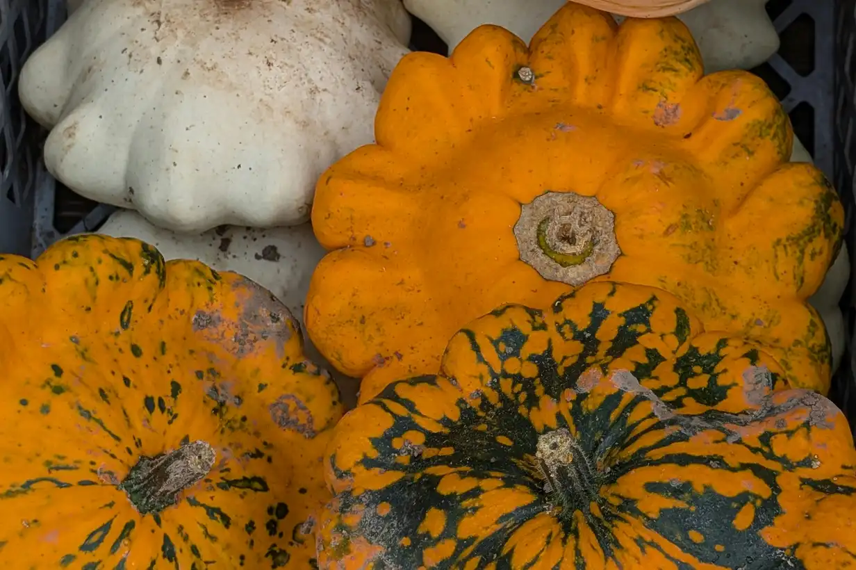 Pâtisson : le guide complet pour le cultiver au jardin en 2026