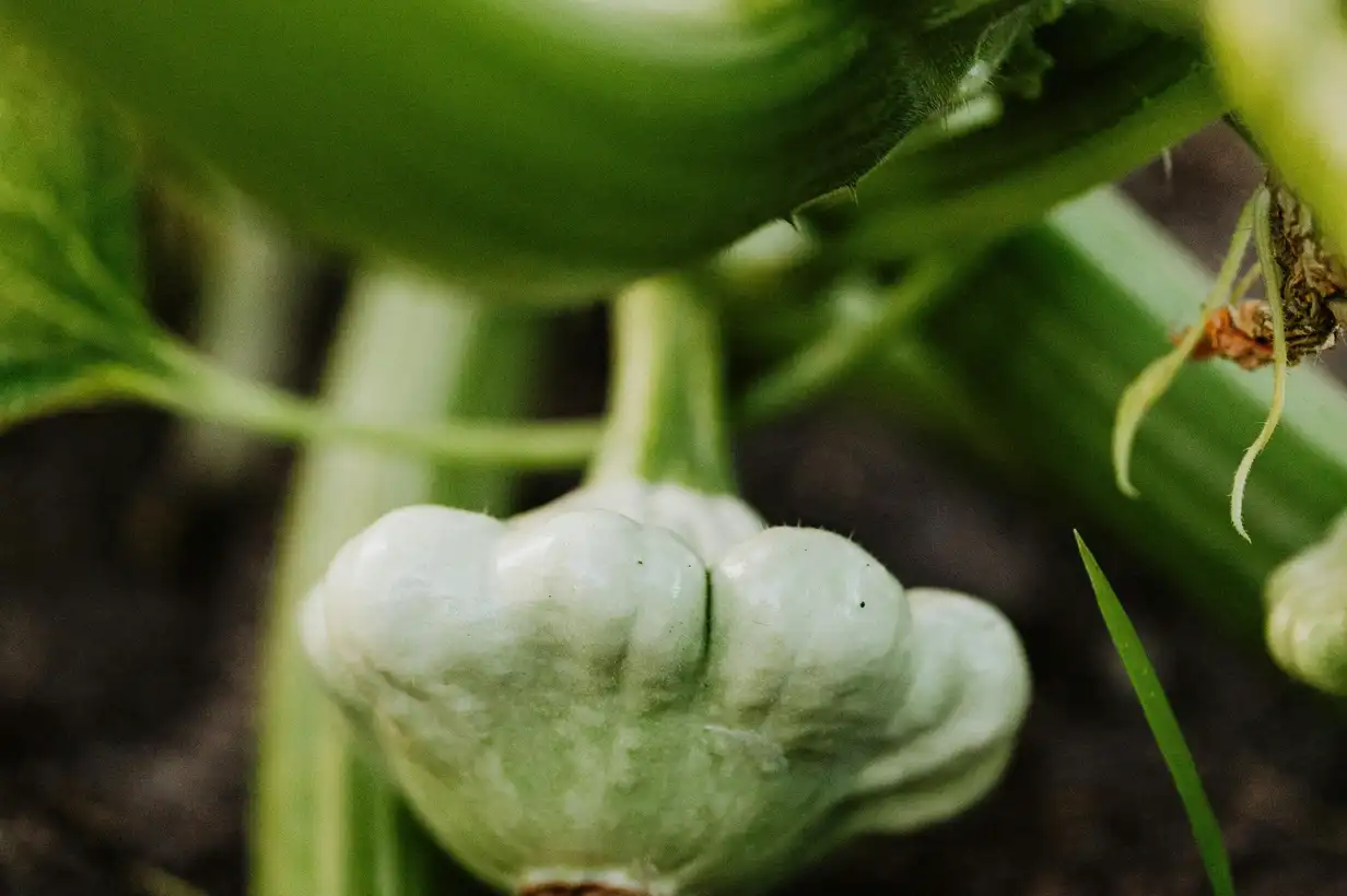 Pâtisson : récolter et conserver vos courges pour en profiter longtemps