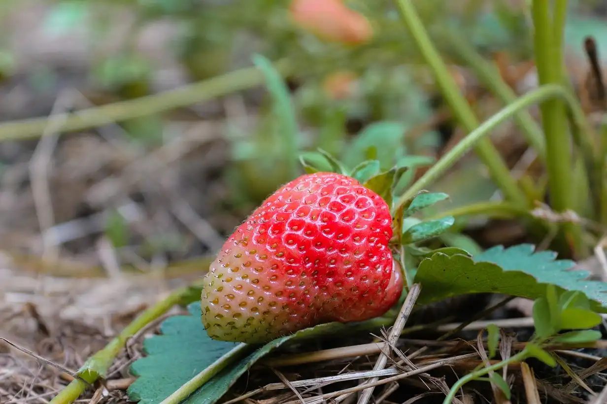 Potager : introduction à la permaculture, le guide complet 2026