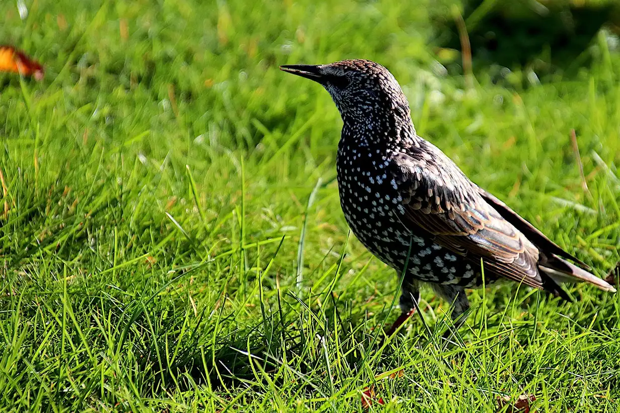 Quand et comment regarnir son gazon : 7 erreurs à éviter absolument