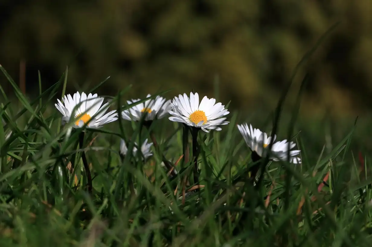 Quand et comment regarnir son gazon au printemps : méthode détaillée