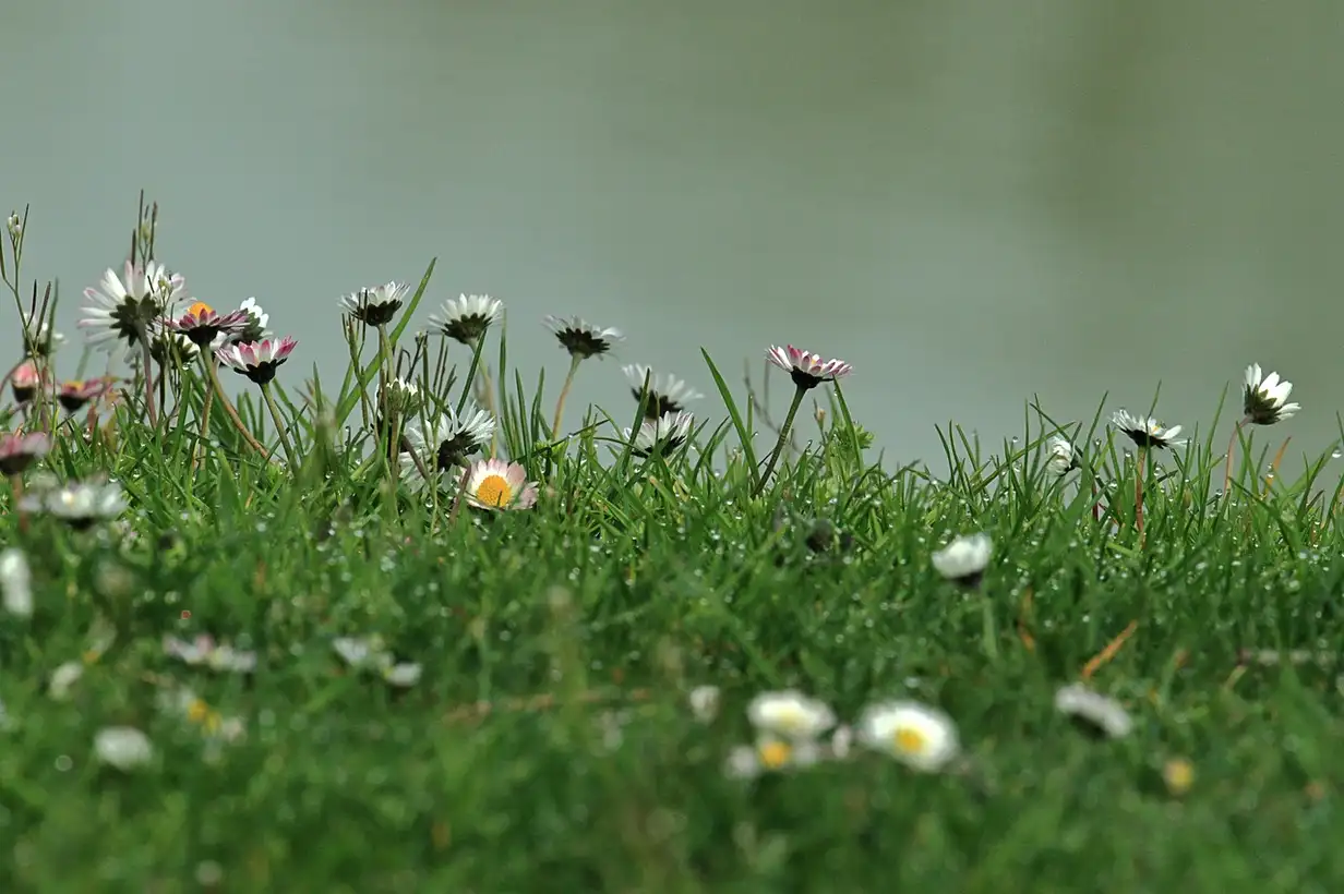 Quand et comment regarnir son gazon : guide complet