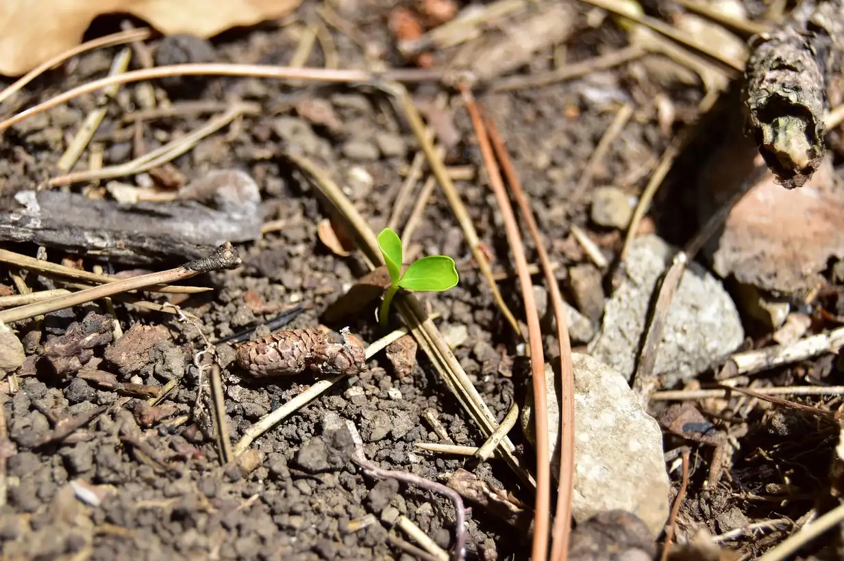 Que planter en février ? Guide complet du jardinier 2026
