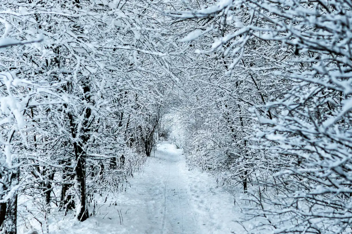 Que planter en janvier au verger : arbres, haies et petits fruits