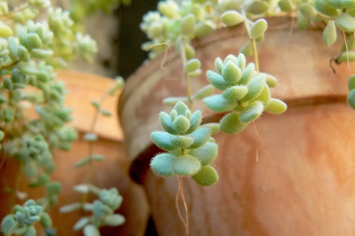 Top 5 des plantes d’intérieur pour l’hiver : bien-être et tisanes maison