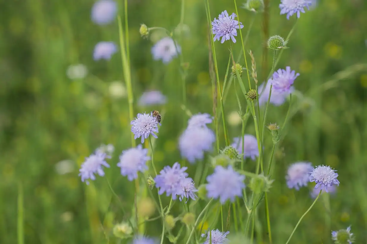 Top 5 des plantes mellifères : erreurs à éviter pour un jardin vivant