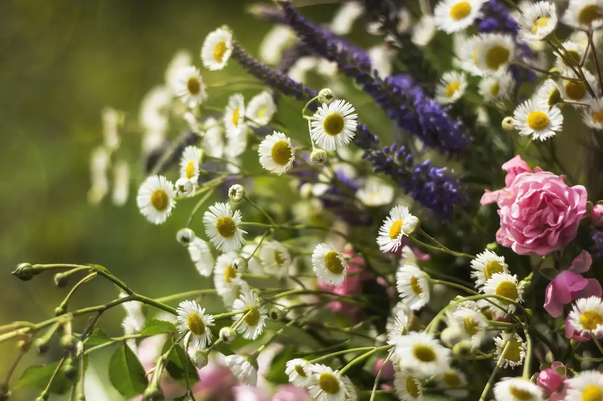 Top 5 des plantes mellifères : le guide complet