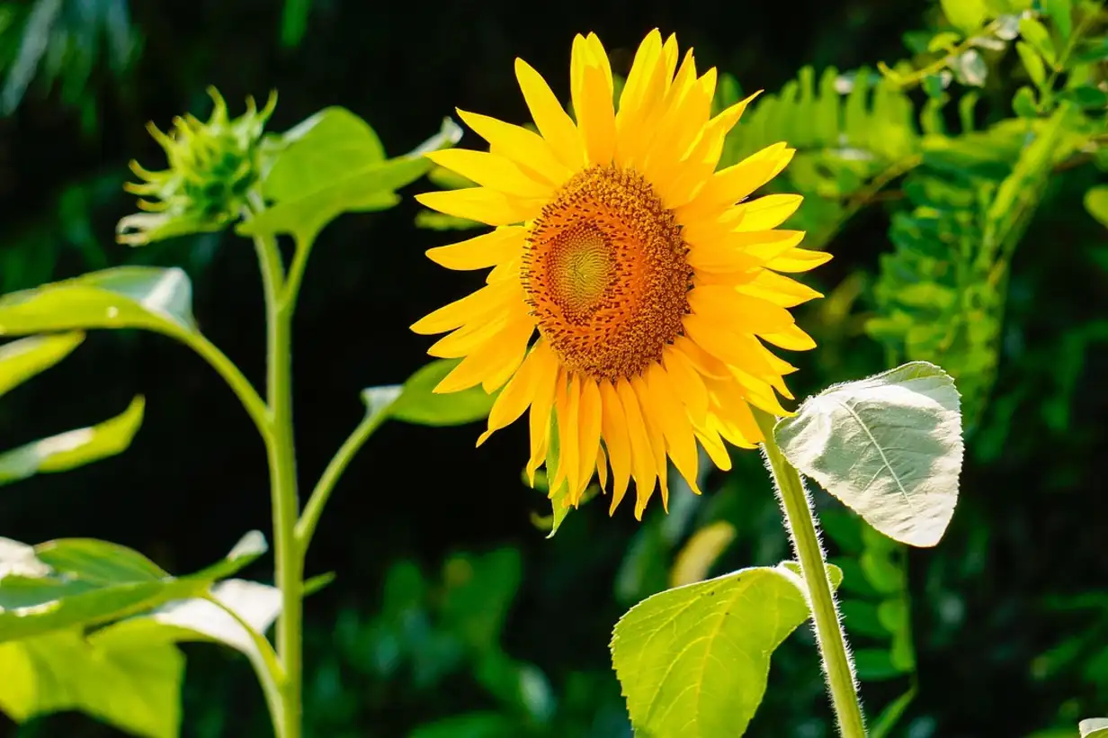 Tournesol : 7 variétés incontournables à choisir pour votre jardin