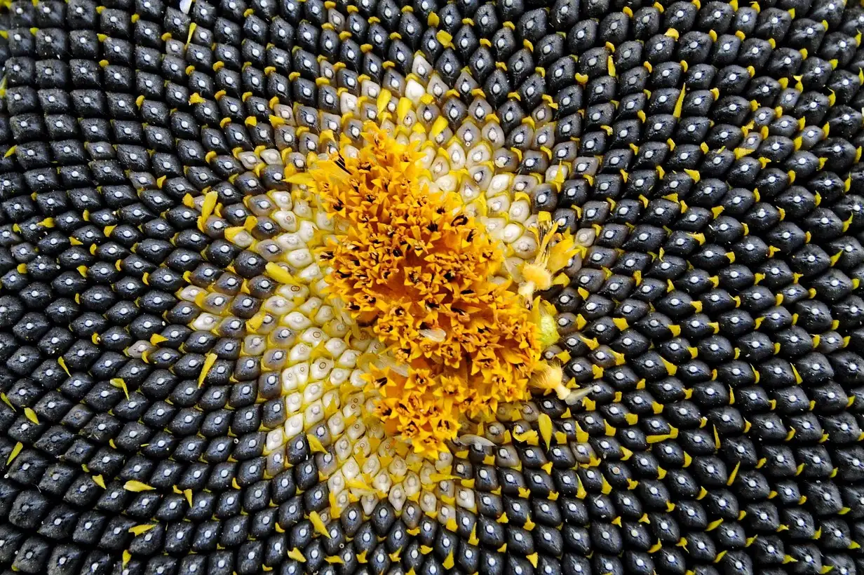 Tournesol : bien récolter et conserver les graines pour en profiter longtemps