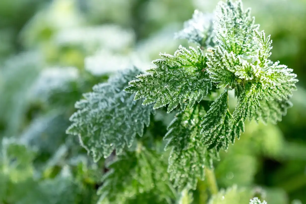 Voile d’hivernage et semis précoces : avancer les récoltes au potager