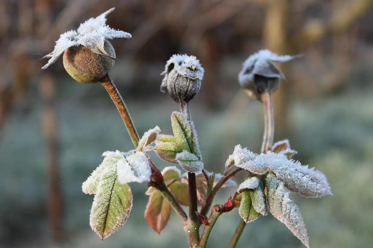 Voile d’hivernage pour arbustes : protéger camélias, agrumes et ornementales