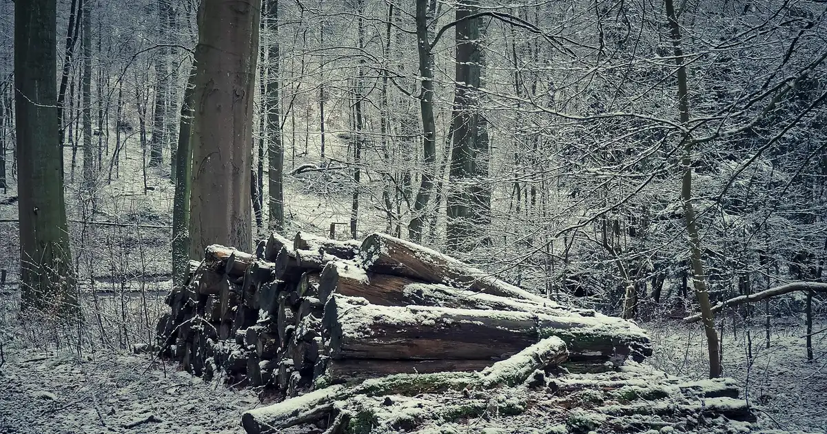 Construire une haie sèche : 7 erreurs à éviter absolument