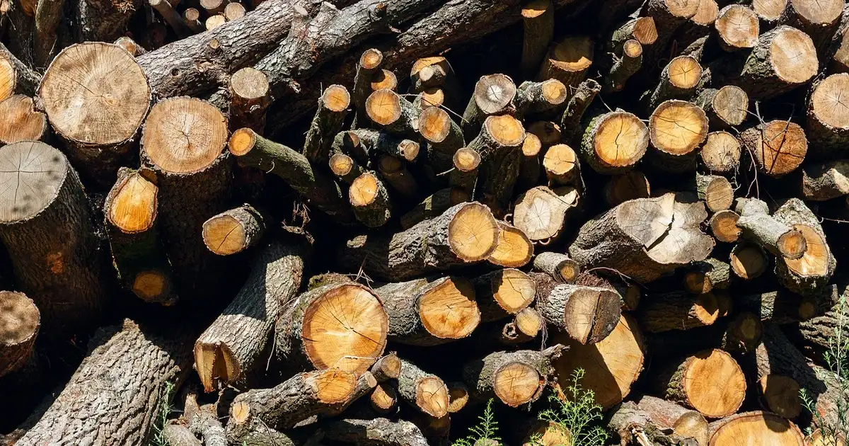Construire une haie sèche pour la biodiversité : refuge vivant