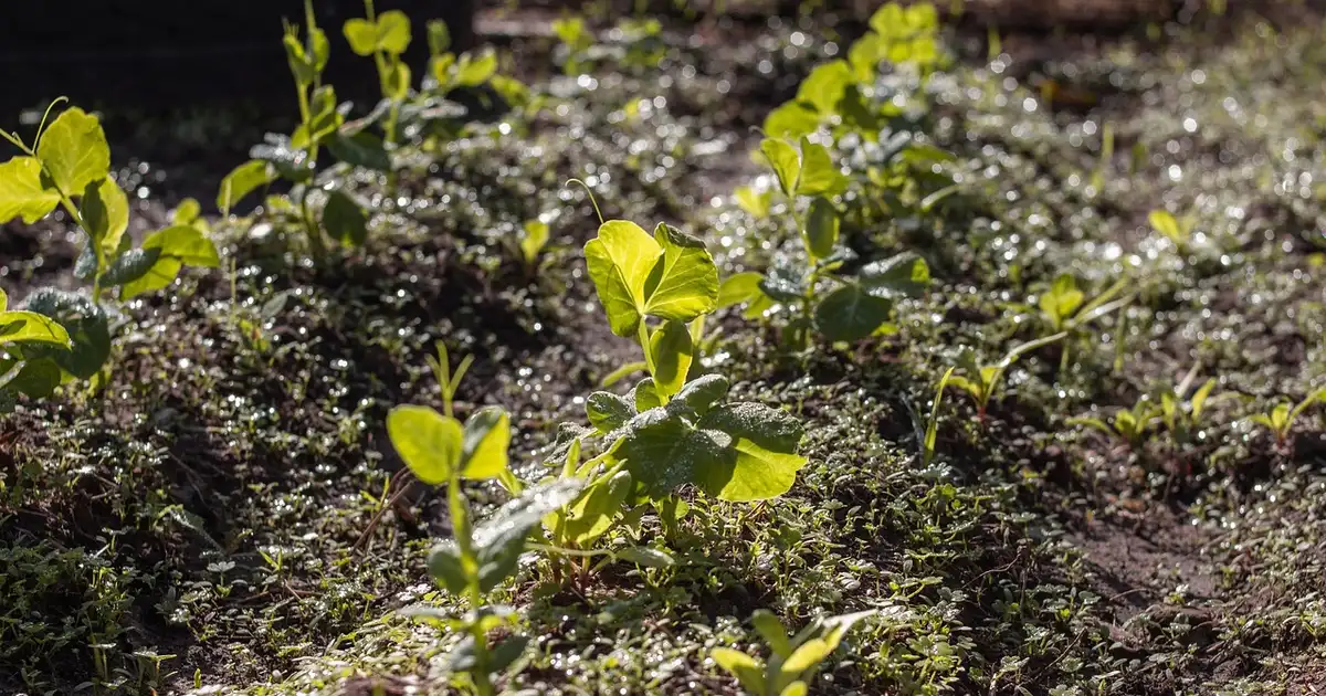 Diversification des cultures : 7 plans de potager prêts à l’emploi