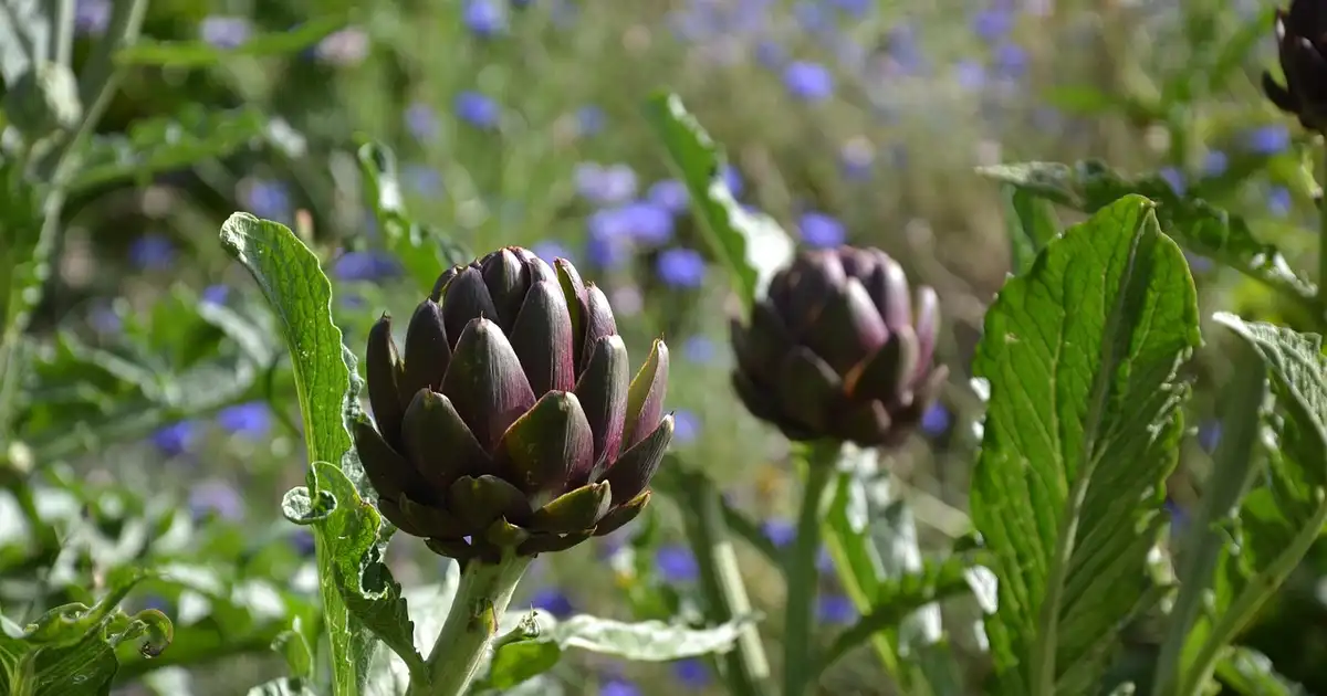 Diversification des cultures : 9 erreurs à éviter pour un potager vivant