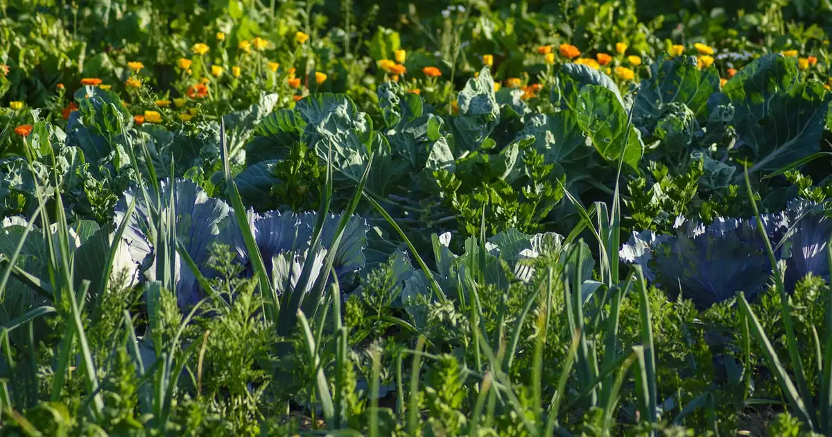 Diversification des cultures : le guide complet 2026 au potager