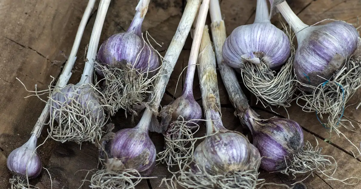 Division des bulbes : 5 erreurs à éviter pour des floraisons durables