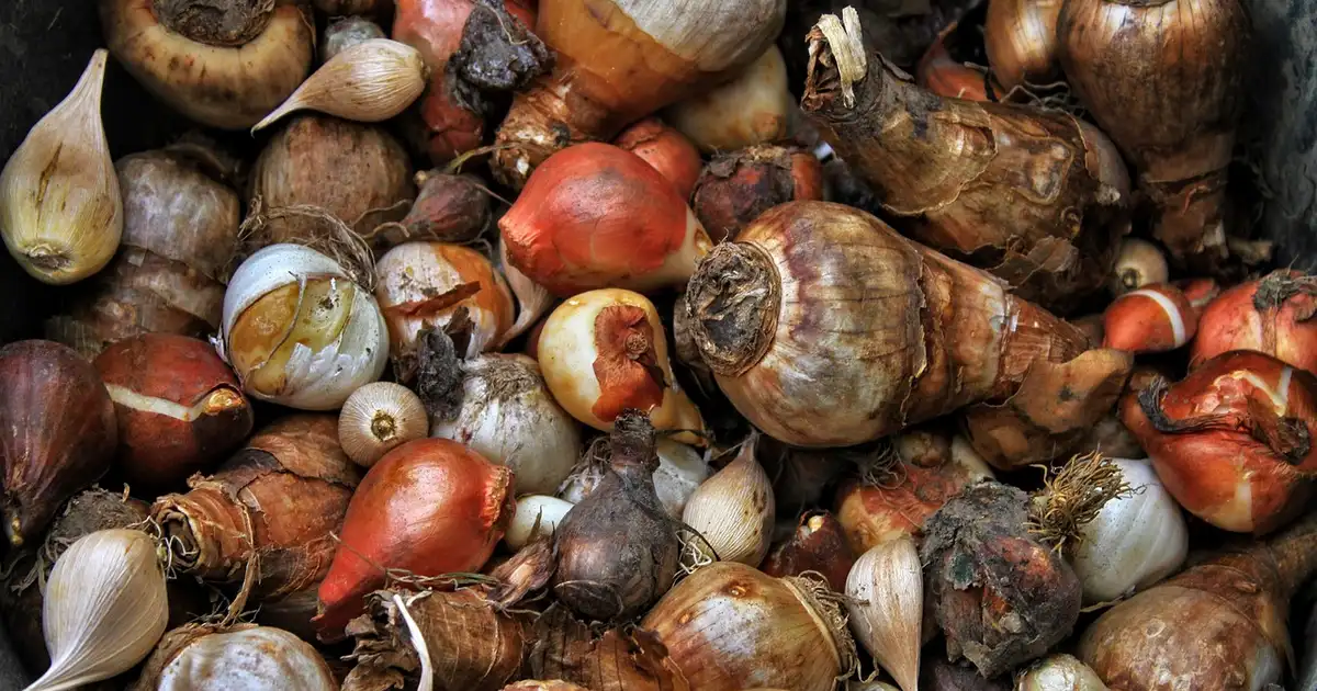 Division des bulbes de printemps : 7 étapes pour une floraison éclatante