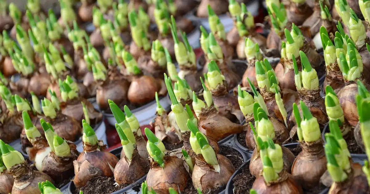 Division des bulbes : guide complet pour un jardin fleuri 2026