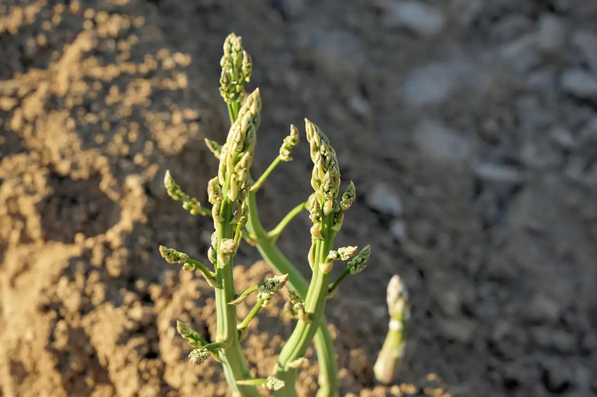 L’asperge : guide complet pour la cultiver au potager 2026