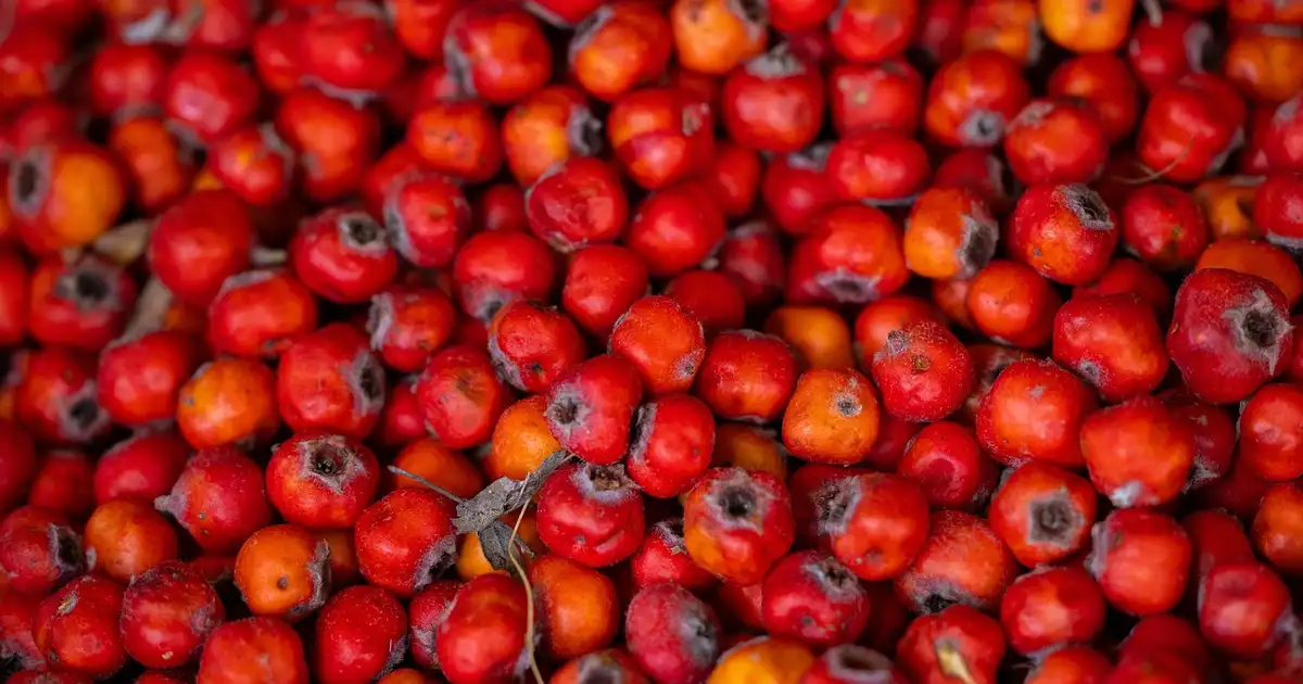 L’aubépine : bienfaits, usages et précautions au quotidien