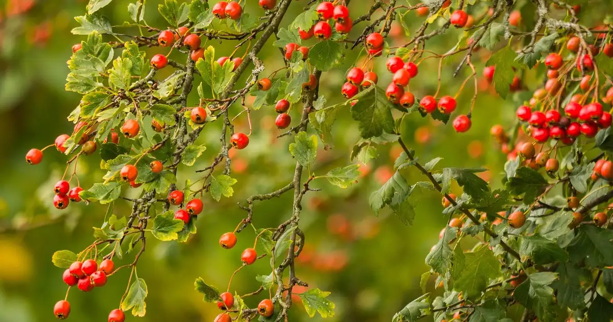 L’aubépine : guide complet de culture et usages 2026