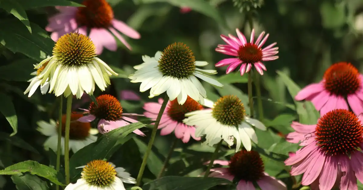 L’échinacée au jardin : 7 erreurs à éviter pour bien la réussir