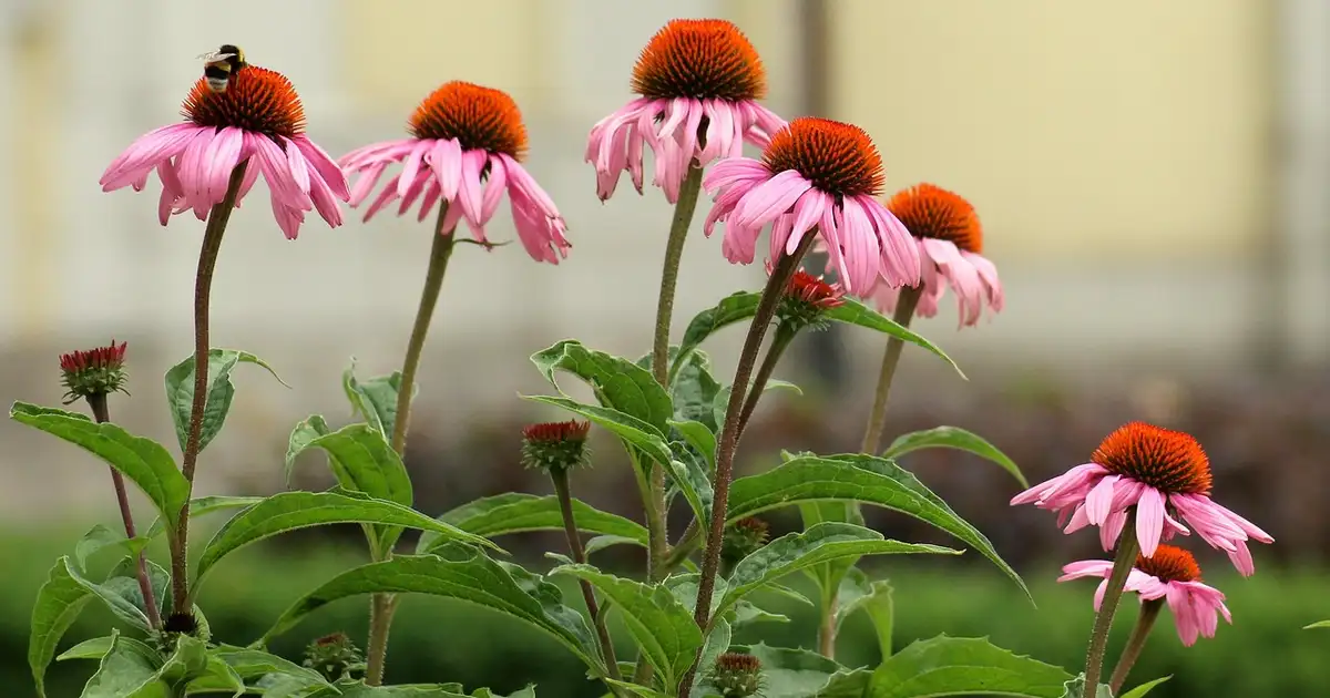 L’échinacée : guide complet de culture et usages 2026