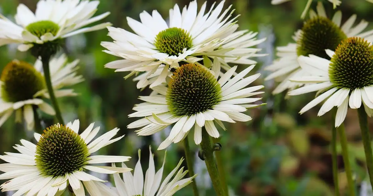 L’échinacée : récolter et conserver fleurs et racines naturellement