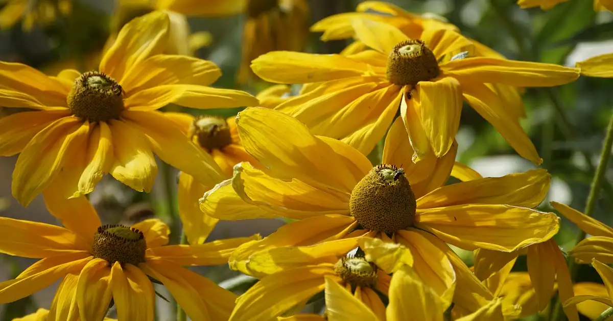 L’échinacée : variétés et choix pour un jardin fleuri