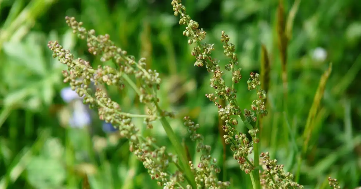 L’oseille en cuisine : bienfaits, idées recettes et conservation