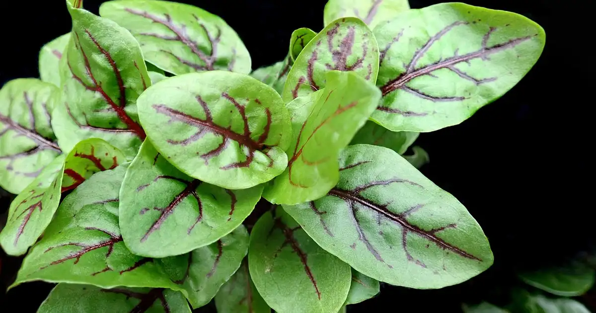 L’oseille en pot : réussir sa culture sur balcon et terrasse