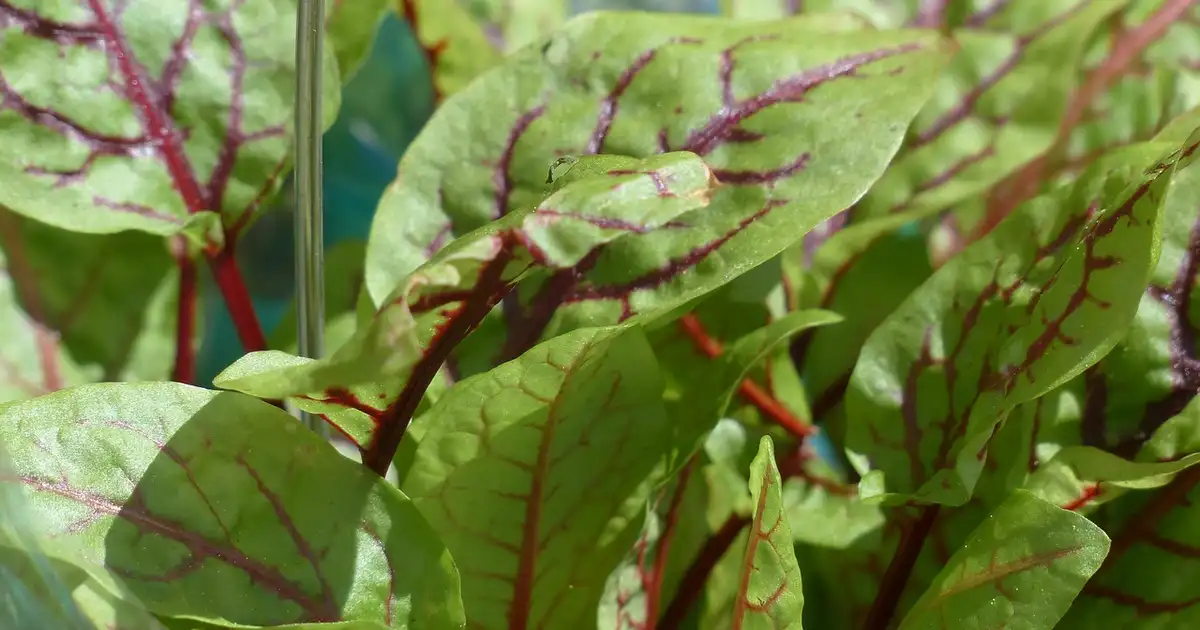 L’oseille : guide complet de culture et récolte au potager 2026