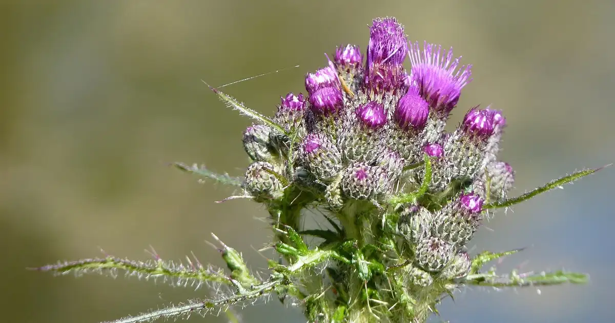 La bardane au potager : 7 bonnes raisons de la garder en 2026