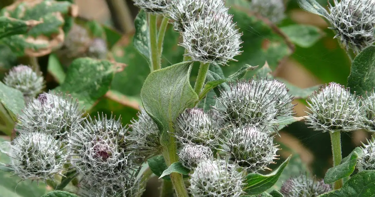 La bardane comestible : bienfaits, cuisine et conservation