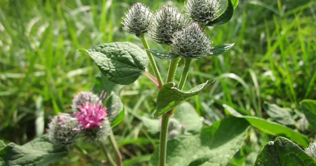 La bardane et le sol : comprendre ce que cette plante révèle