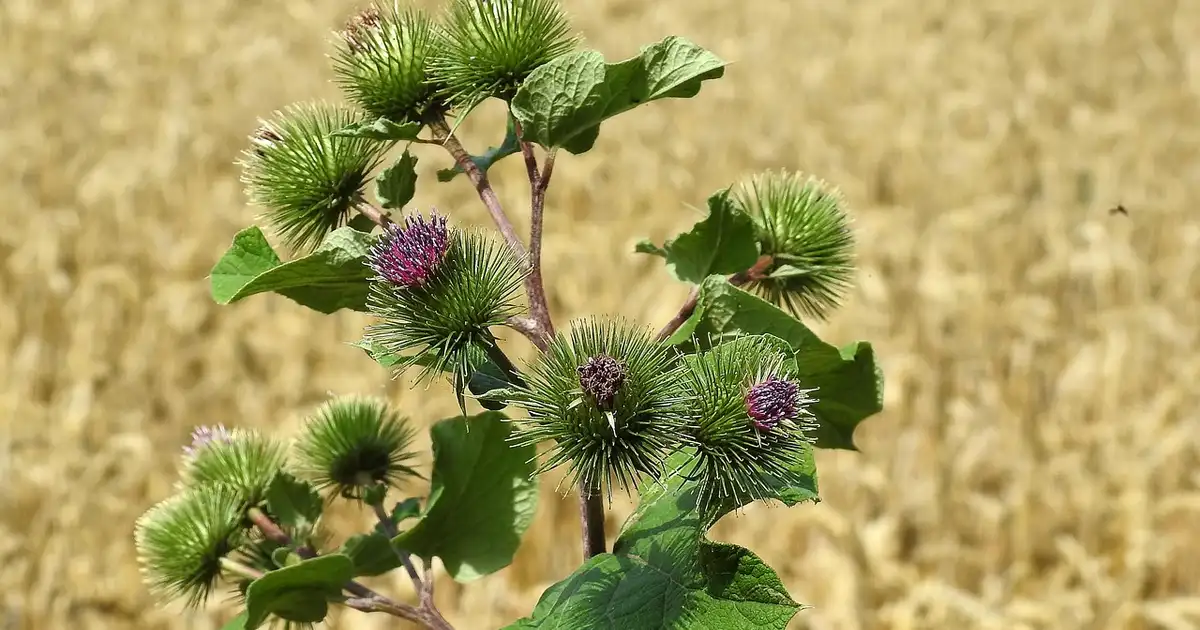 La bardane : guide complet de culture et usages au jardin 2026
