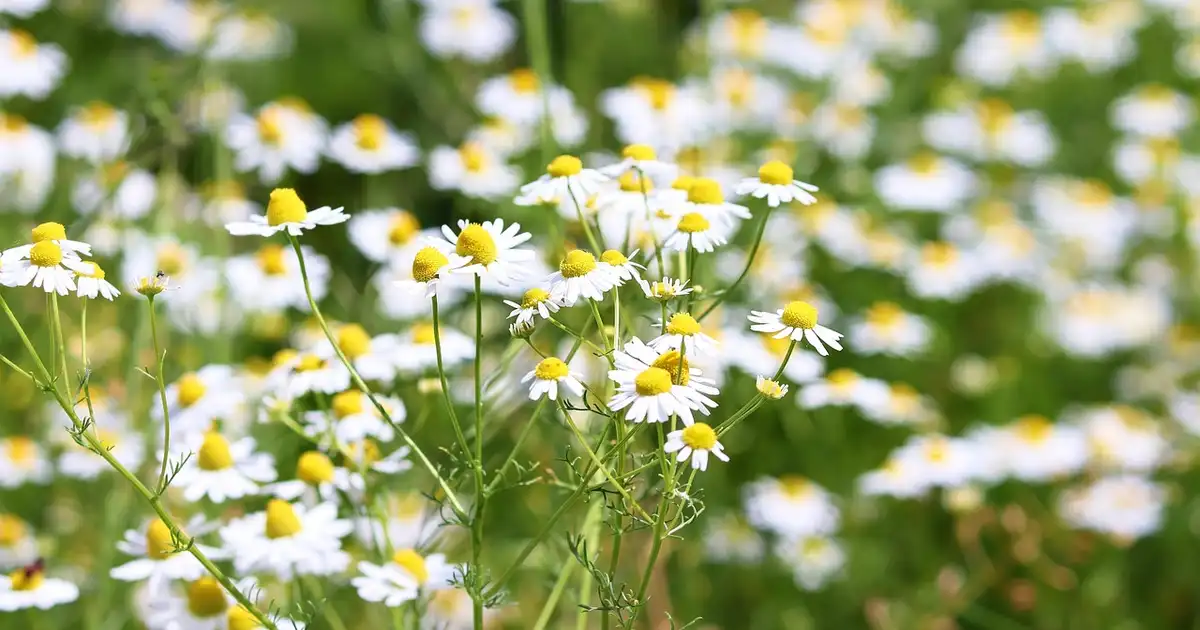 La camomille au jardin : 7 erreurs à éviter pour une belle floraison